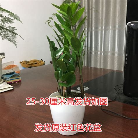 金钱树开花寓意|金钱树开花八大预兆